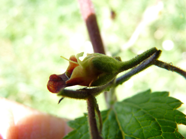 Petites fleurs d'un cm, brun-rougeâtres relativement éparses. Agrandir dans une nouvelle fenêtre (ou onglet)